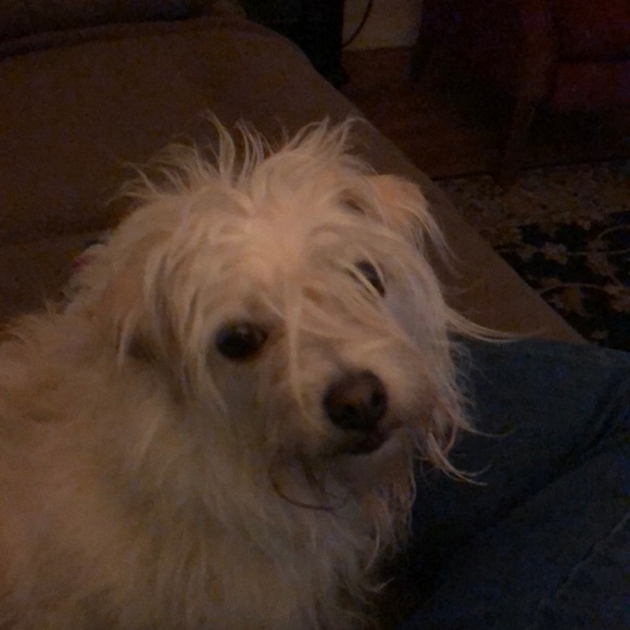 Meet your Posher, Mandy - Picture 1 of 1